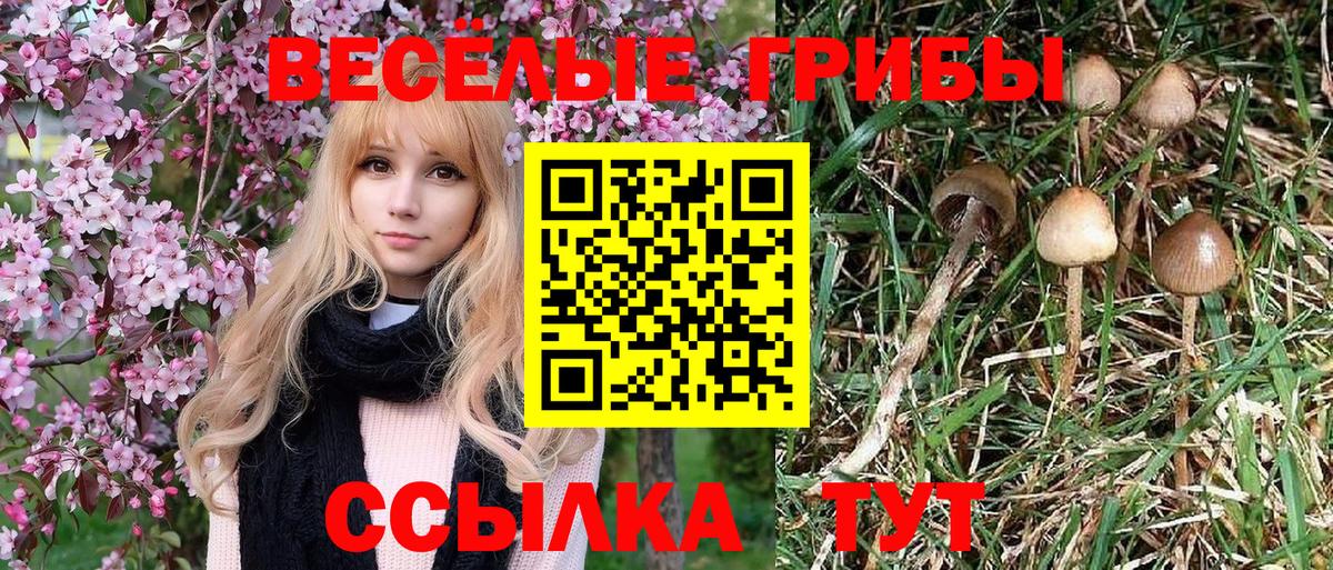 Псилоцибиновые грибы Psilocybine cubensis  Псилоцибиновые грибы ЛСД  Дюртюли  Вход с VPN 